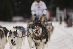 Lenzerheide 2013